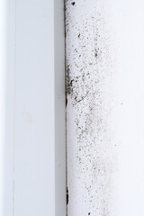 The formation of fungus near the window frame on the wall of the house
