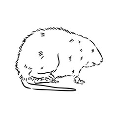 Vector image of silhouette of muskrat on a white background