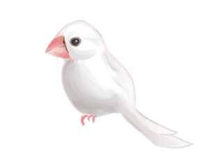 横向きの白い文鳥