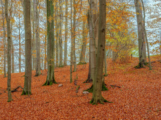 Jesień w lesie buków na Warmii w północno-wschodniej Polsce	