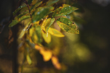 Pflanzen im Herbst mit Wassertropfen