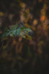 Pflanzen im Herbst mit Wassertropfen