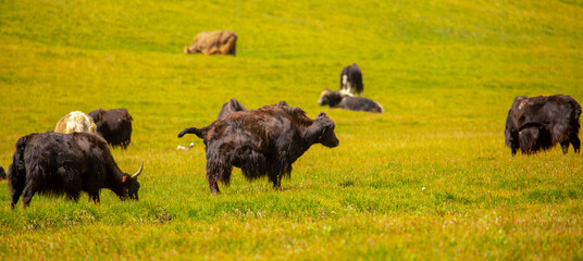 A herd of yaks graze in the mountains. Himalayan big yak in a beautiful landscape. Hairy cow cattle wild animal in nature in Tibet. Sunny summer day in the wild. Farm animal in Nepal and Tibet.
