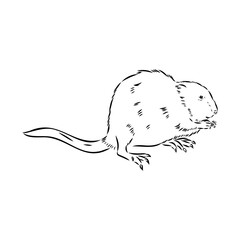 Vector image of silhouette of muskrat on a white background