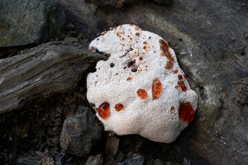 Inedible mushroom Abortiporus biennis on the wood. Known as Blushing Rosette. Wild mushroom in oak...