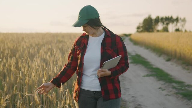A young agronomist with a tablet walks stroking ripe spikelets with her hand