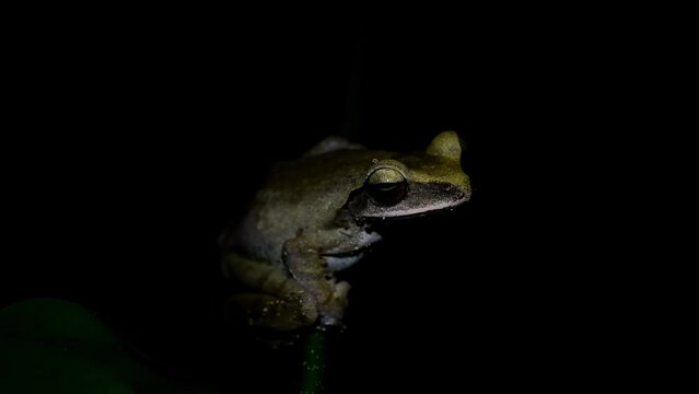 Light turns on and off revealing this from deep in the night in the forest, Common Tree Frog  Polypedates leucomystax, Thailand