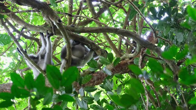 Seen from under the tree as one moves to reposition, Spectacled Leaf Monkey Trachypithecus obscurus, Thailand