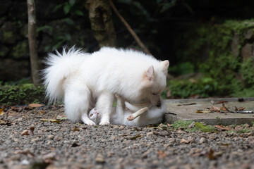 Dog hump and smell a cat taking rest. Unfixed Indian spitz dog tries to mate with a cat. Dog...