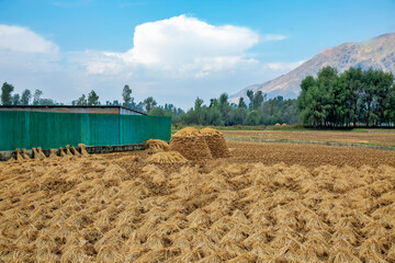 harvested field of rice in Jammu Kashmir India
