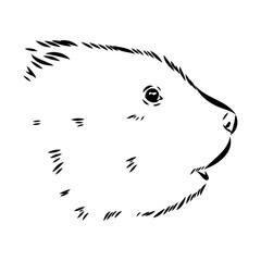 Vector image of silhouette of muskrat on a white background