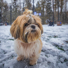 shih tzu dog in winter in the park