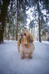 shih tzu dog in winter in the park