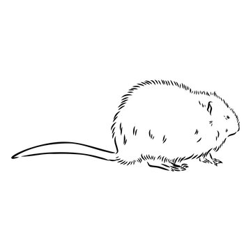 Vector image of silhouette of muskrat on a white background