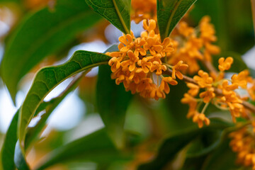 キンモクセイのオレンジ色の花	