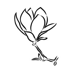 Magnolia flower Hand drawing and sketch,line art on white backgrounds hand drawn