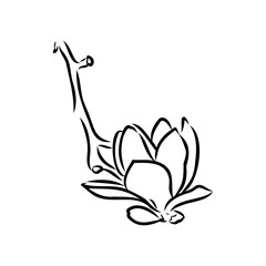 Magnolia flower Hand drawing and sketch,line art on white backgrounds hand drawn