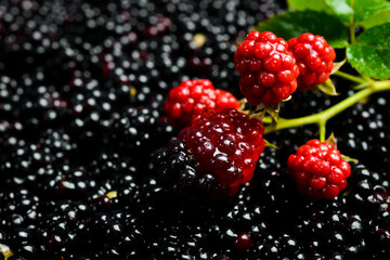 Fresh blackberry berries and green leaves close up, macro photo. Top view.