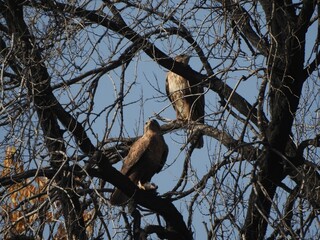 A pair of buzzards on a tree
