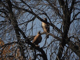 A pair of buzzards on a tree