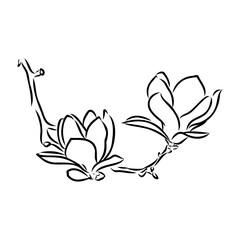 Magnolia flower Hand drawing and sketch,line art on white backgrounds hand drawn
