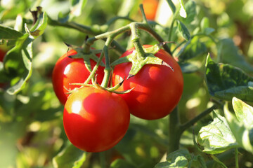 Red ripe tomatoes growing on bush outdoors, closeup