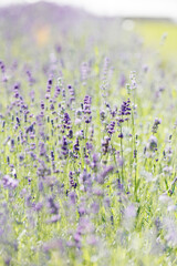 Naklejka premium field of lavender or sage. flowering medicinal plants in wild. fragrant purple flowers in meadow. amazing lavender blooms. Collecting plants treatment, herbal tea. Sage plantation, healthy lifestyle