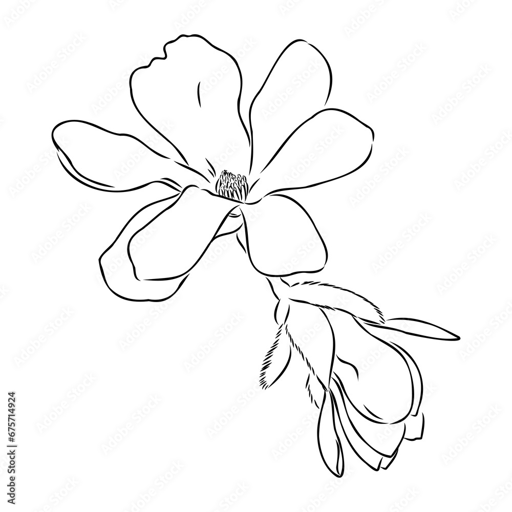 Wall mural magnolia flower hand drawing and sketch,line art on white backgrounds hand drawn