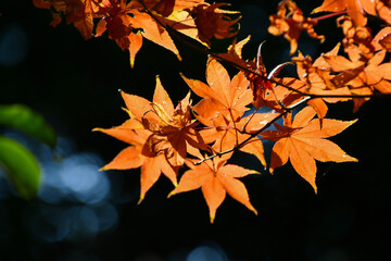 京都の紅葉