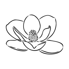 Magnolia flower Hand drawing and sketch,line art on white backgrounds hand drawn