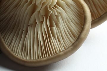 Fresh oyster mushrooms on white background, macro view