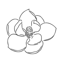 Magnolia flower Hand drawing and sketch,line art on white backgrounds hand drawn