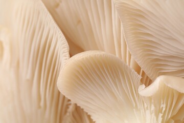 Fresh oyster mushrooms as background, macro view