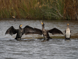 Kormoran (Phalacrocorax carbo)