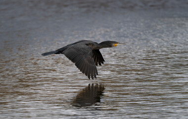 Kormoran (Phalacrocorax carbo)