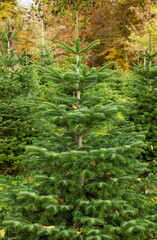 Christmas fir pine tree growing in a nursery near forest. Close up shot, shallow depth of field, no...