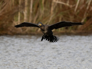 Kormoran (Phalacrocorax carbo)