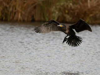 Kormoran (Phalacrocorax carbo)