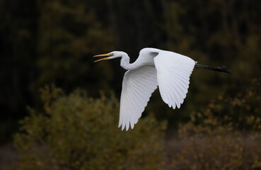 Silberreiher (Ardea alba)