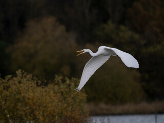 Silberreiher (Ardea alba)
