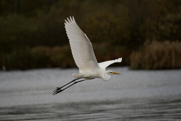 Silberreiher (Ardea alba)
