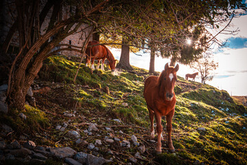 French mountain horse grazing, Bergamo pre-Alps, Italian landscape - 675719328