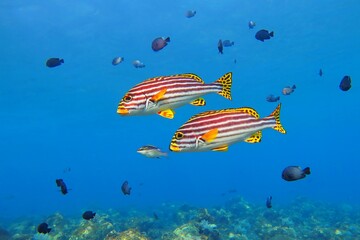 Swimming tropical fish (Ribboned sweetlips), small fish and corals. Tropical fish and reef in the blue ocean. Vivid marine life, underwater photo from scuba diving. Wildlife in the sea.
