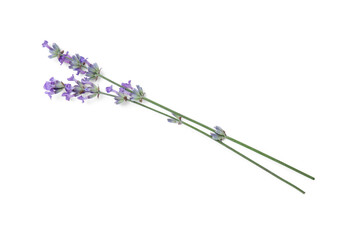 Beautiful aromatic lavender flowers isolated on white, top view