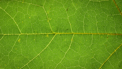 Macro Photo Of Natural Green Leaf Pattern. Leaf close-up.