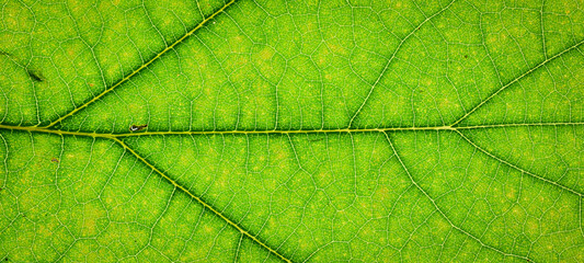 Part of green leaves. Macro Photo Of Natural Green Leaf Pattern.