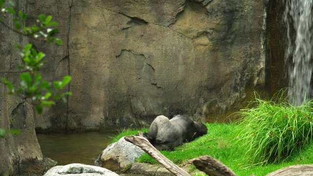 Sleeping Gorilla near a waterfall in captivity.