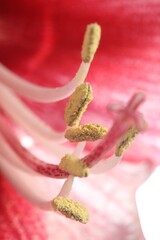Beautiful red Amaryllis flower as background, macro view