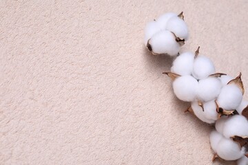 Cotton branch with fluffy flowers on beige terry towel, top view. Space for text