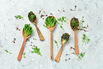 Micro green sprouts in spoons. Fresh organic produce and restaurant serving concept. Set of colored micro greens on a gray background. - obrazy, fototapety, plakaty